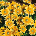 Rudbeckia Hirta Seeds - Green Eyes Wildflower Pack - Attracts Pollinators - Perennial Garden Seeds