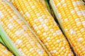 Sweet Corn Seeds - Essence Variety, Non-GMO Zea Mays, Home Garden, Full Sun, Bountiful Harvest, Free Shipping
