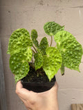 Rare Begonia Melanobullata Green Indoor House Plant 4.5” Pot Fully Rooted