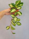 Hoya Carnosa Krimson Princess 4" Pot - Fully Rooted Indoor Houseplant