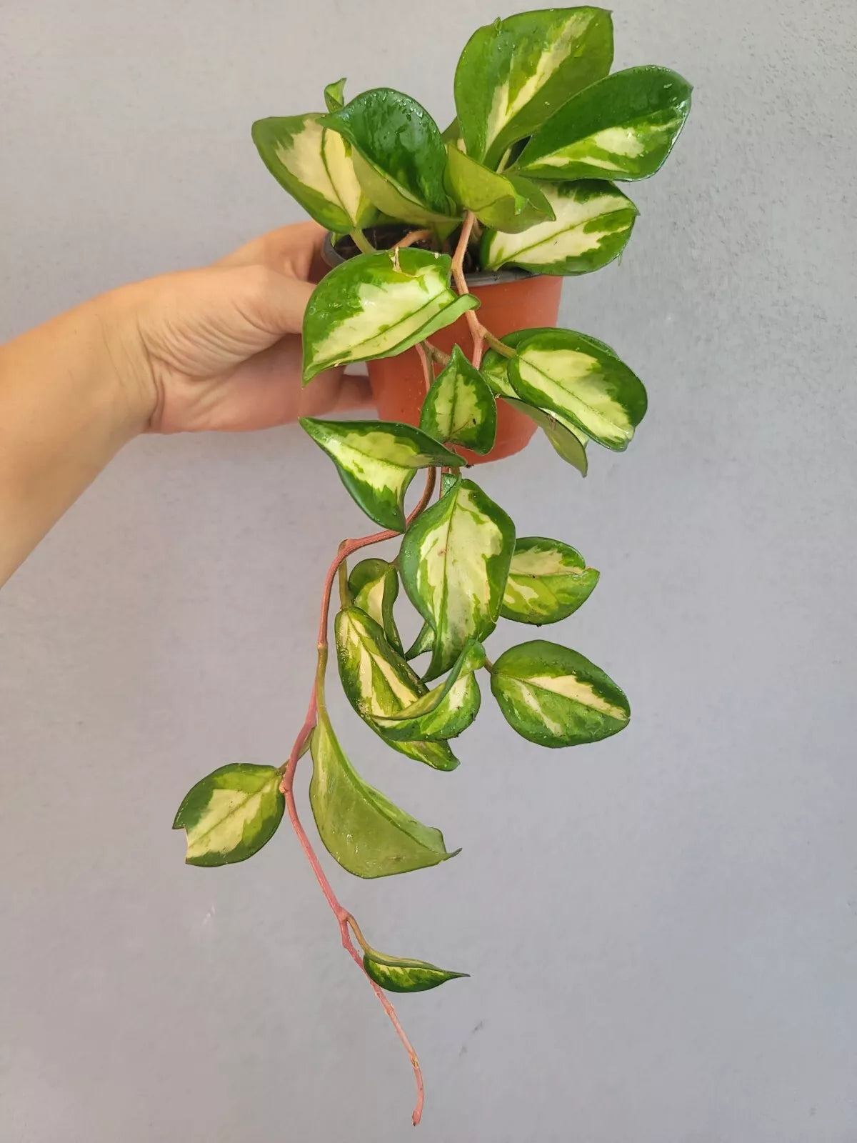 Hoya Carnosa Krimson Princess 4" Pot - Fully Rooted Indoor Houseplant