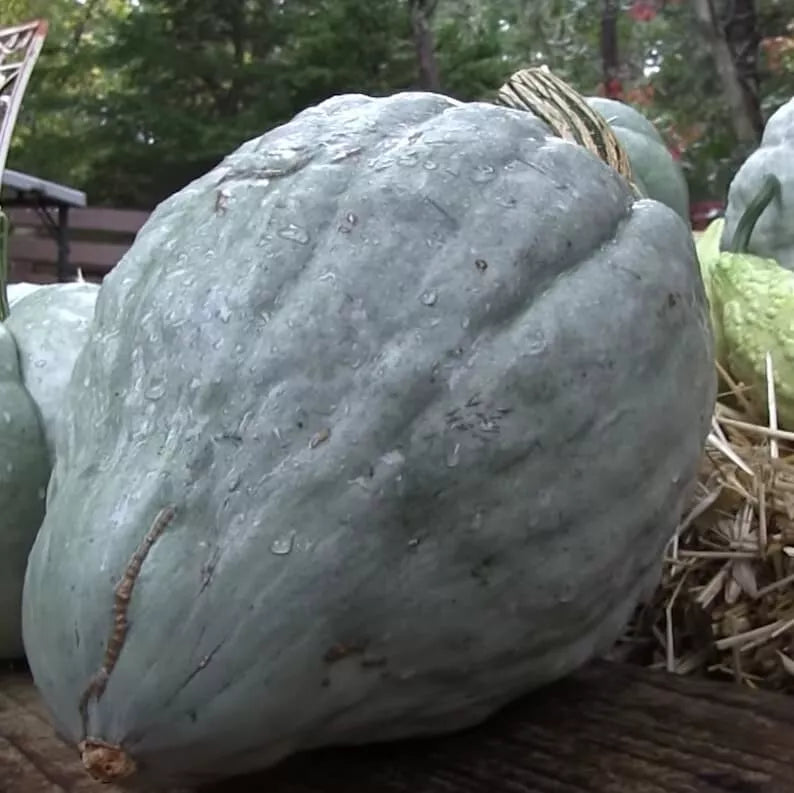 Giant Blue Hubbard Sweet Squash Seeds - 20 Heirloom Non-GMO Cucurbita maxima for Home Gardening
