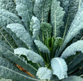 Lacinato Kale Seeds 4000 Count Non-GMO Italian Dinosaur Kale Brassica oleracea var. sabellica