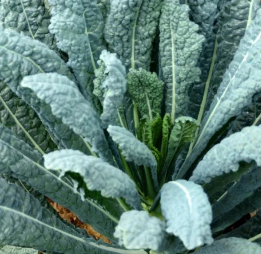 Lacinato Kale Seeds 4000 Count Non-GMO Italian Dinosaur Kale Brassica oleracea var. sabellica