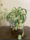 Rare Curly Spider Plant Pups - 3 Live Rooted Chlorophytum comosum 'Bonnie' Cuttings