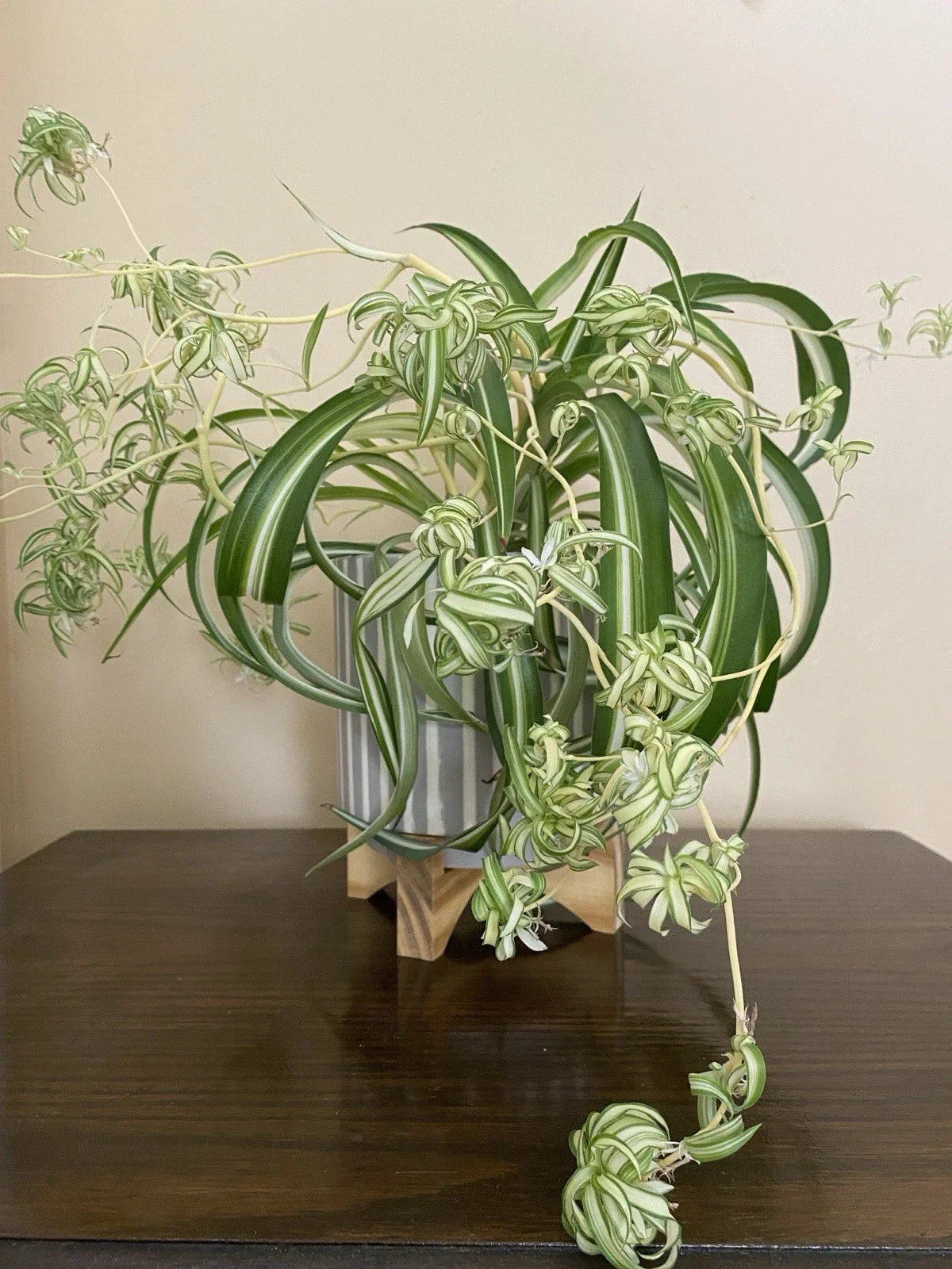 Rare Curly Spider Plant Pups - 3 Live Rooted Chlorophytum comosum 'Bonnie' Cuttings