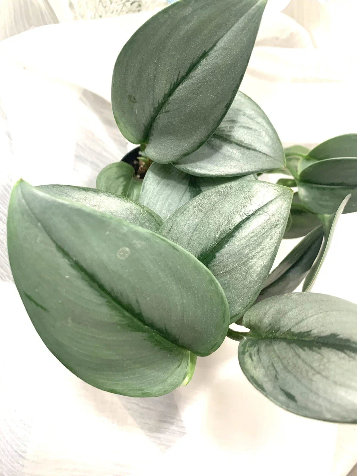 Scindapsus treubii 'Moonlight' Starter Plant – Rooted Houseplant, Indoor Greenery, Easy Care, Silvery Foliage, 4-Inch Pot