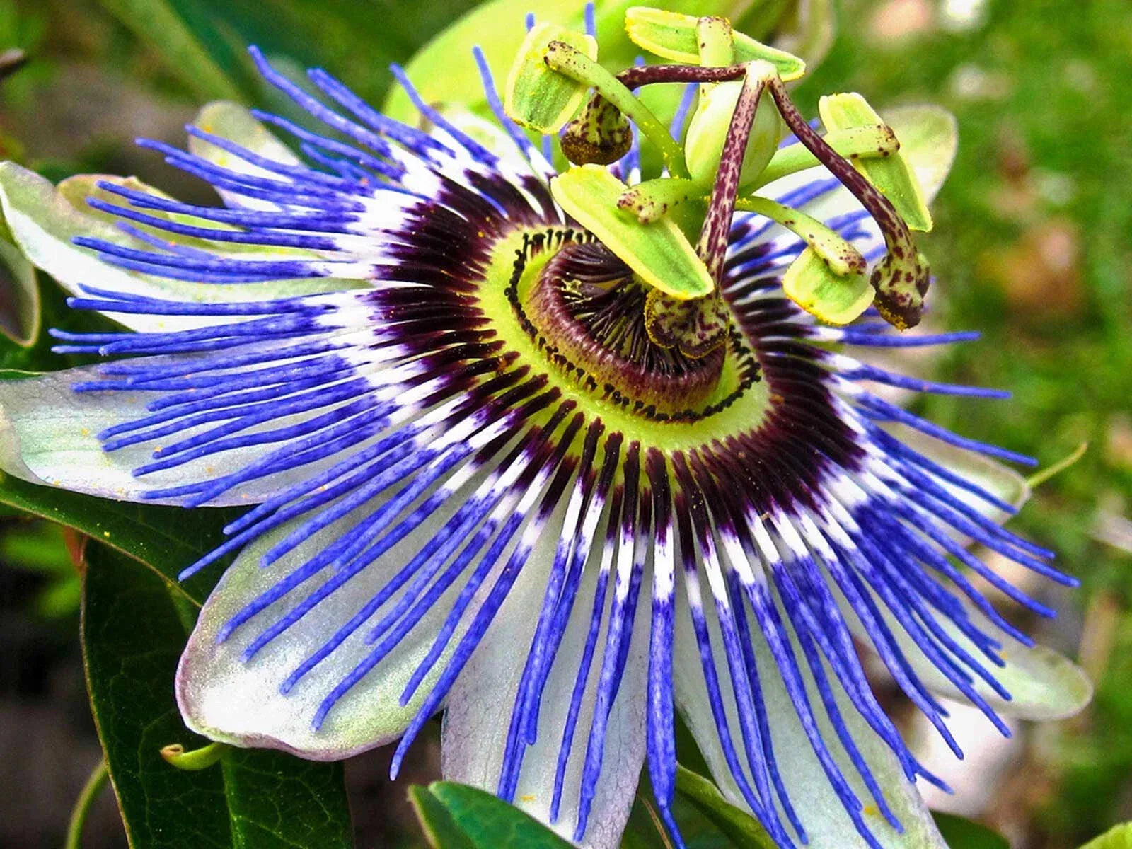Hardy Blue Crown Passion Flower Starter Plant | Passiflora caerulea with Vibrant Blue Flowers