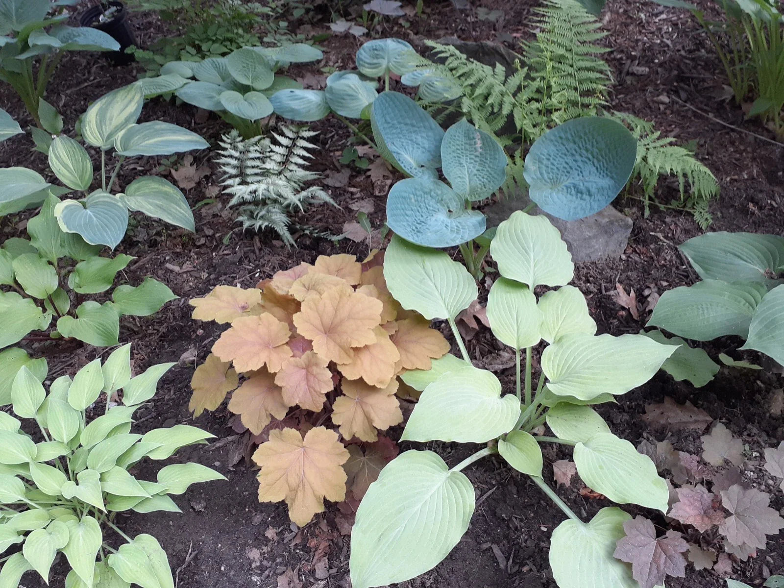 Hosta Seeds Mix - 50+ Perennial Seeds in Various Colors and Leaf Shapes for Gardens and Landscaping