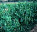 Lincoln Pea Seeds 100 Count Packet - High Yielding Pisum sativum for Home Gardens and Small-Scale Farming