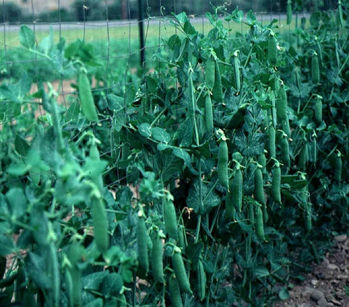 Lincoln Pea Seeds 100 Count Packet - High Yielding Pisum sativum for Home Gardens and Small-Scale Farming