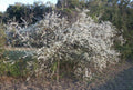 Wild Plum Tree Live Plant 12-18 Inches Prunus spp. Hardy Zones 5-9 Freshly Dug