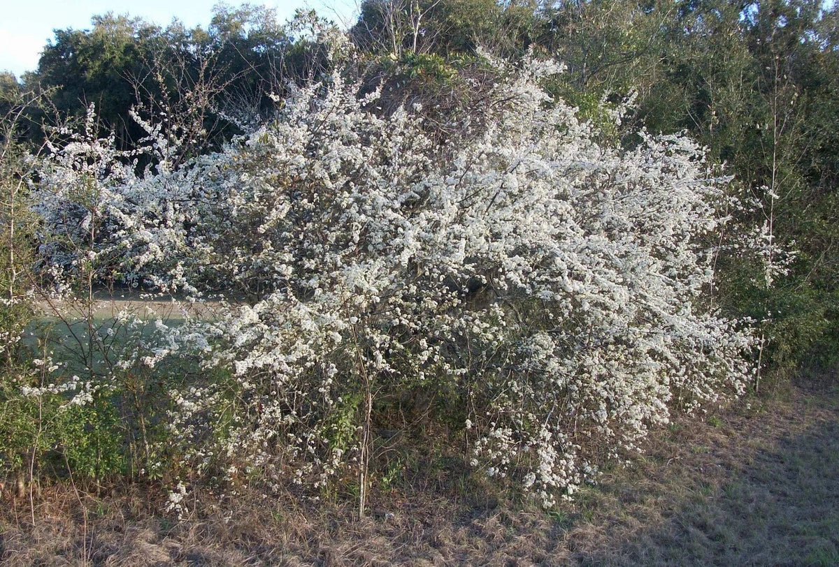 Wild Plum Tree Live Plant 12-18 Inches Prunus spp. Hardy Zones 5-9 Freshly Dug