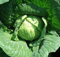 Golden Acre Cabbage Seeds 250 Count Heirloom Brassica oleracea for Home Garden, Full Sun, Compact Growth