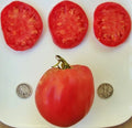 Hungarian Heart Tomato Seeds - Heirloom Oxheart Variety - 25 Non-GMO Seeds for Juicy, Large, Heart-Shaped Tomatoes