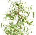 Bonsai Cutting - Dwarf Japanese Curly Willow - Salix Matsudana 'Tortuosa' - Indoor/Outdoor Propagation Plant
