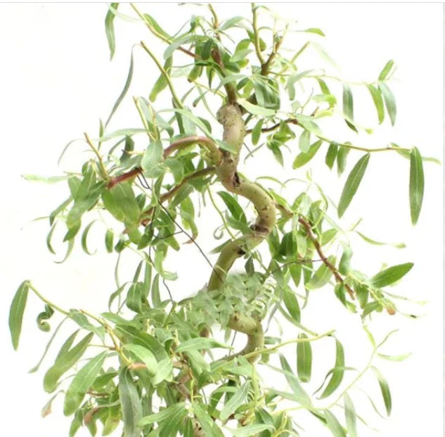 Bonsai Cutting - Dwarf Japanese Curly Willow - Salix Matsudana 'Tortuosa' - Indoor/Outdoor Propagation Plant
