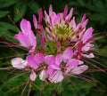 Cleome Seeds - 200+ Spider Flower Mix Annual Wildflower Seeds for Garden, Borders, and Cut Flowers (Cleome hassleriana)