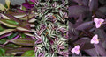 Wandering Jew Plant Cuttings Lot of 3 Purple Varieties, Tradescantia fluminensis, Indoor Trailing Houseplants