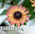 Pink Lemon Rudbeckia Seeds - Annual Flower Seeds for Garden, Bright Pink and Yellow Blooms, Rudbeckia hirta, 125+ Seeds