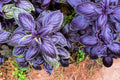 Purple Basil Herb Seeds - 200 Count, Ocimum basilicum 'Dark Opal', Culinary & Garden Herb, Easy to Grow, Full Sun, Compact Plant