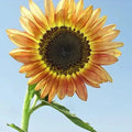 Santa Fe Sunset Sunflower Seeds - Organic Helianthus annuus Pack of 10 Seeds for Garden, Borders & Cut Flowers