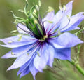 Love in a Mist Flower Seeds - 300+ Nigella Damascena Annual Wildflower for Borders & Containers