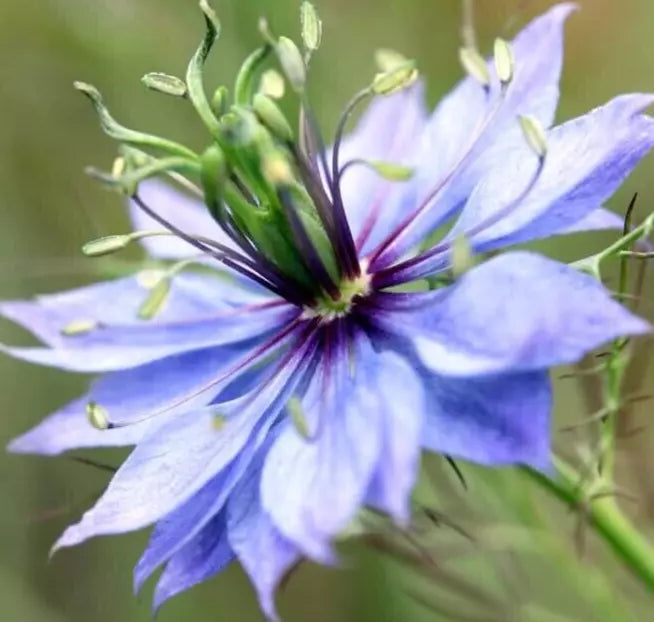 Love in a Mist Flower Seeds - 300+ Nigella Damascena Annual Wildflower for Borders & Containers