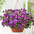 Pansy Seeds 50 Pack Frizzle Sizzle Raspberry Viola tricolor var. hortensis Flower Seeds for Garden, Borders, Containers