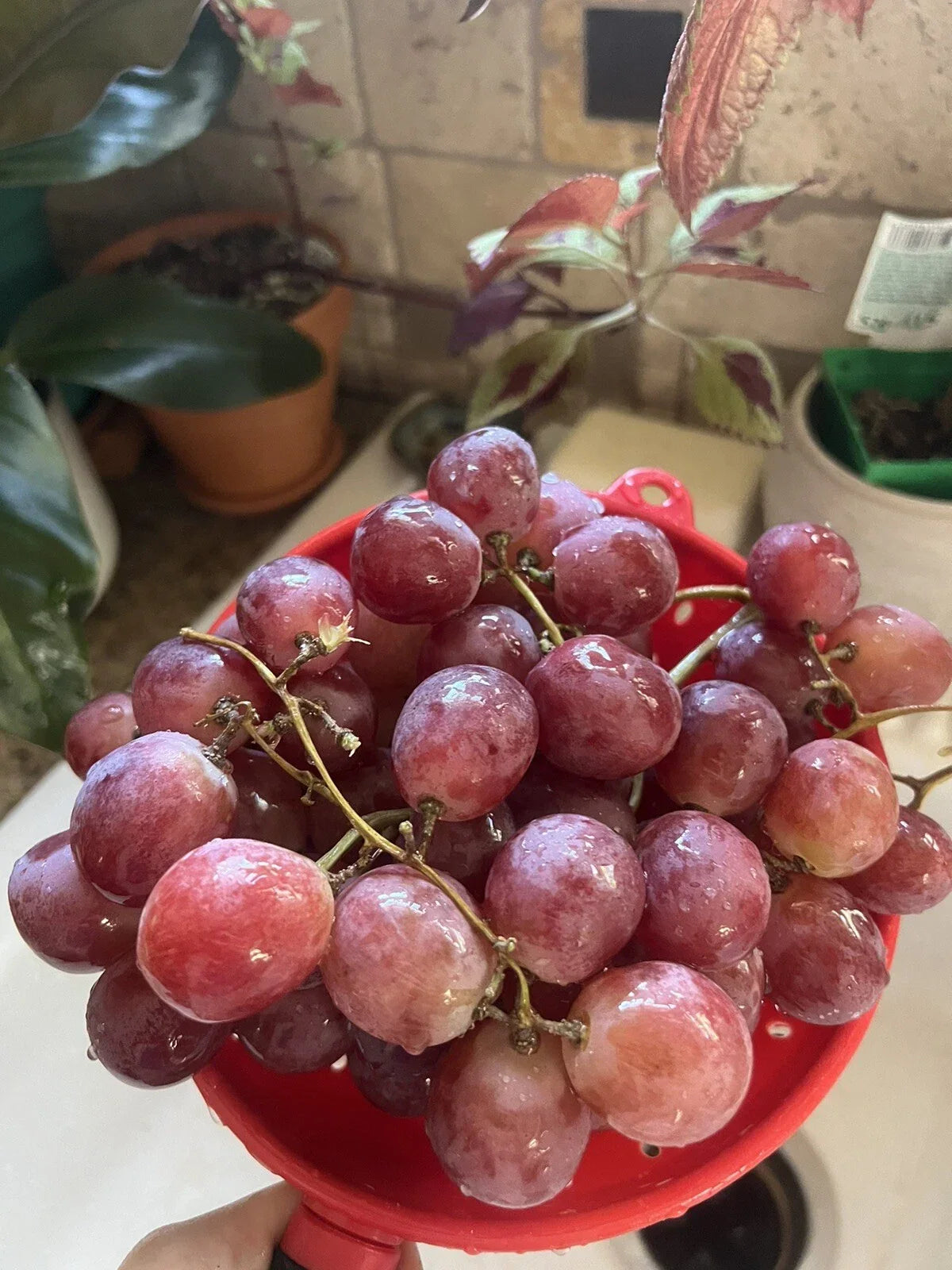 25 XL Giant Red Globe Grape Seeds | Vitis Vinifera Table & Dessert Fruit Vine for Jelly Making