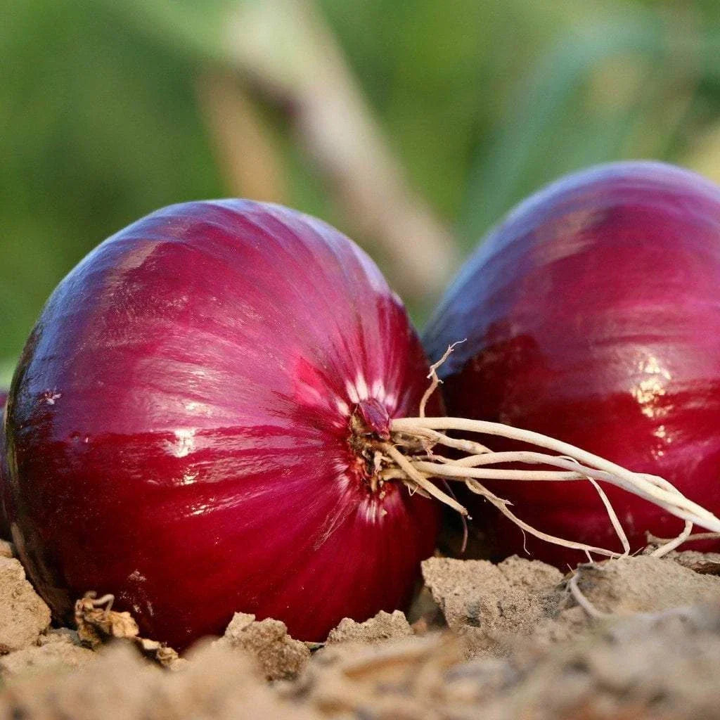 Red Creole Onion Seeds - Non-GMO Short Day Variety - Allium cepa Vegetable Seeds for Home Garden