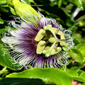 Purple Passion Fruit Seeds - Granadilla Vine Passiflora edulis for Garden, Trellis & Container Growth