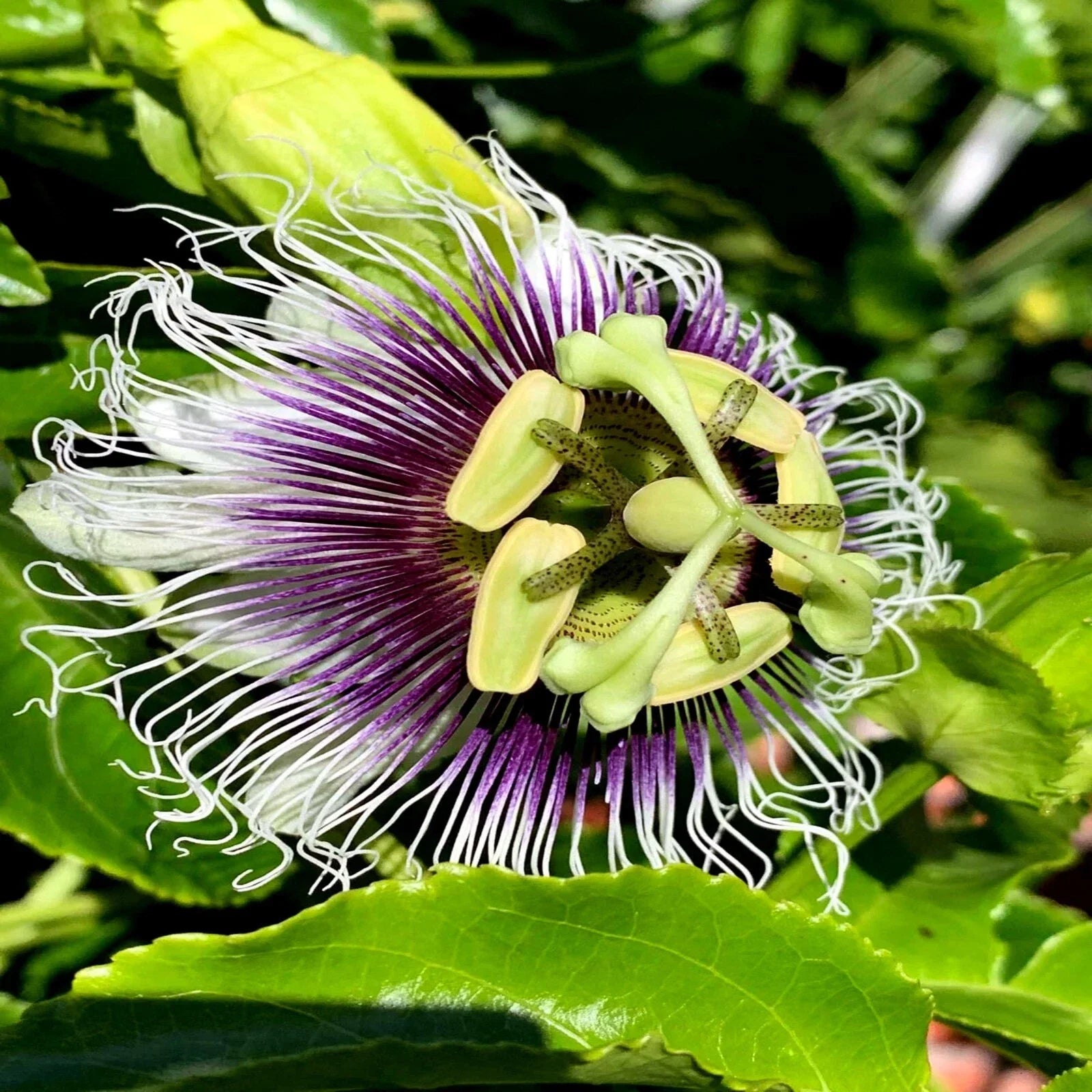 Purple Passion Fruit Seeds - Granadilla Vine Passiflora edulis for Garden, Trellis & Container Growth