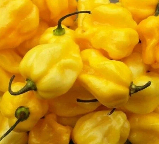 Yellow Habanero Hot Pepper Seeds - 30+ Caribbean Yellow Capsicum chinense for Salsa & Cooking