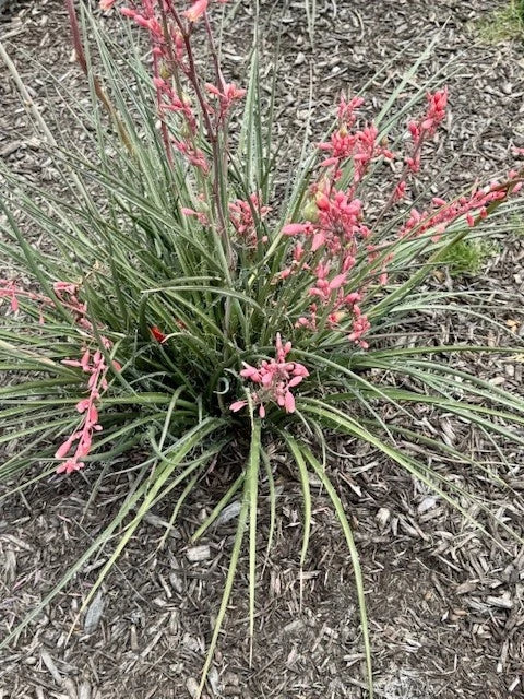 False Yucca Seedlings, Coral Yucca, Red Yucca, Hesperaloe parviflora, Drought-Tolerant Perennial, Low Maintenance Plant