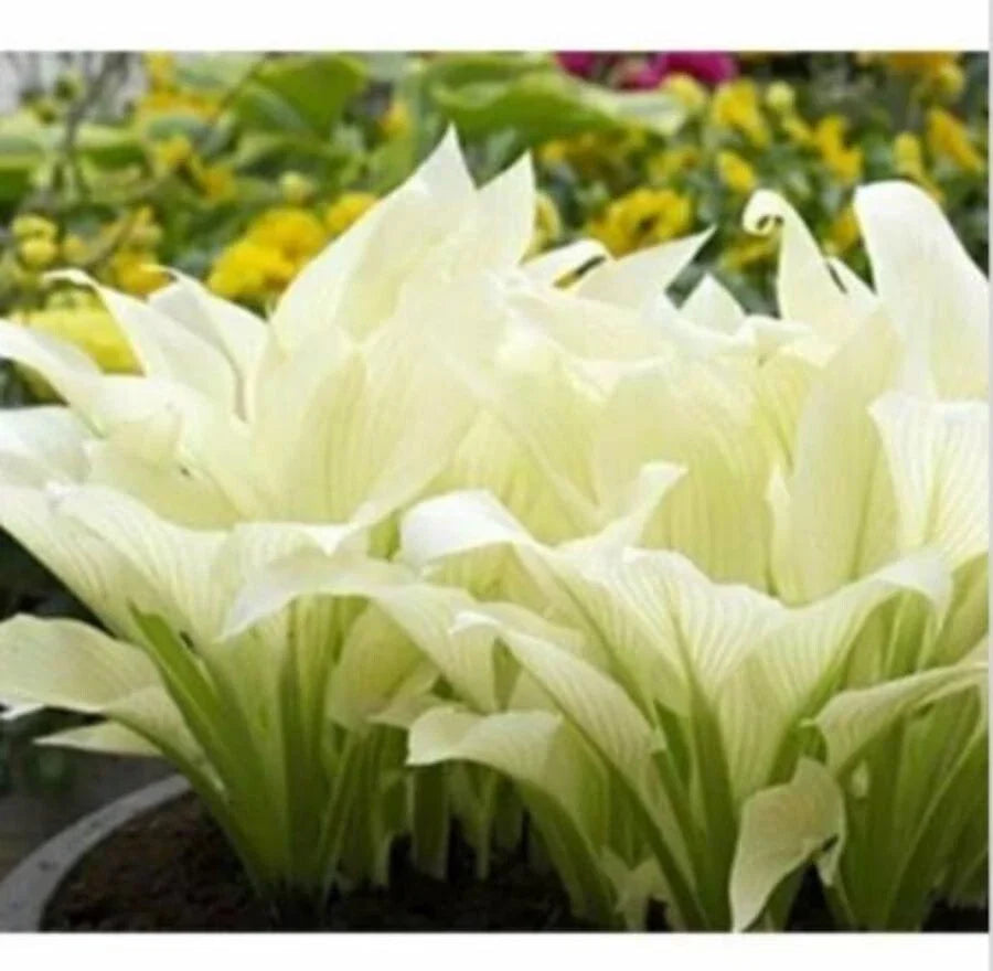 Hosta Plantaginea Seeds - Fragrant White Lace Flowers for Shade Gardens, 20 Pack