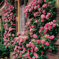 Climbing Pink Rose Seeds - Perennial Flower Seeds for Garden Trellises & Fences - Rosa 'Climbing Pink'
