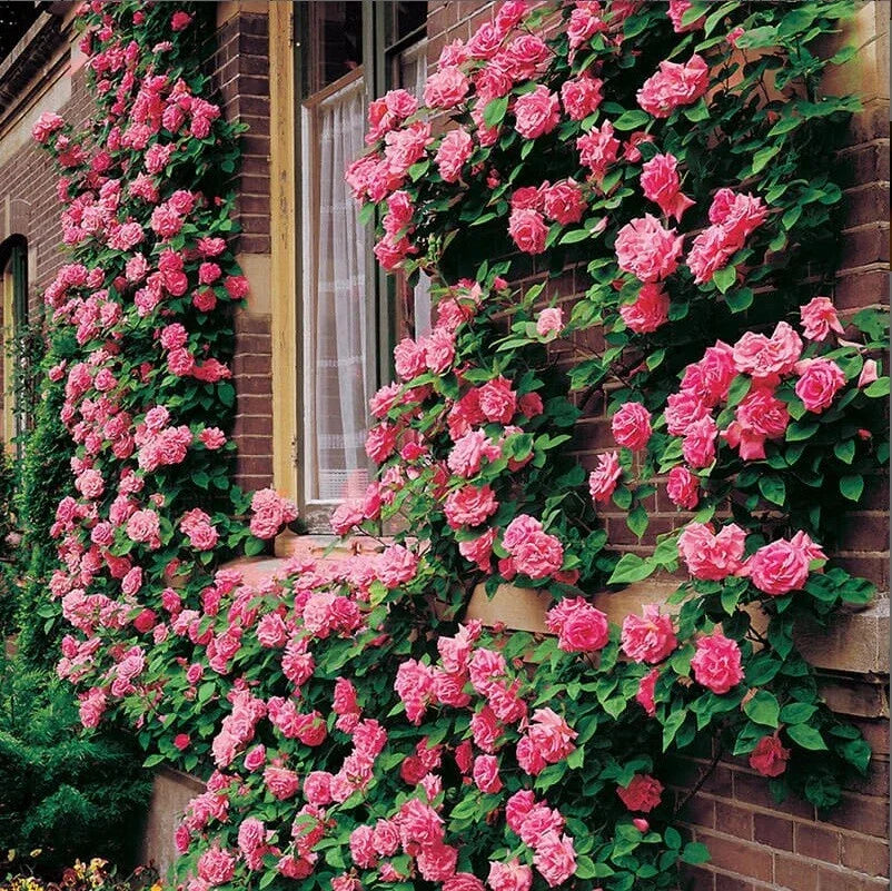 Climbing Pink Rose Seeds - Perennial Flower Seeds for Garden Trellises & Fences - Rosa 'Climbing Pink'
