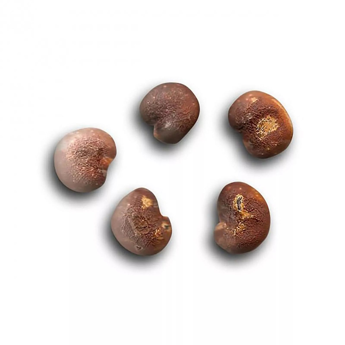 African Baobab Seeds Pack of 10 - Adansonia digitata Rare Tree Seeds for Gardening and Planting