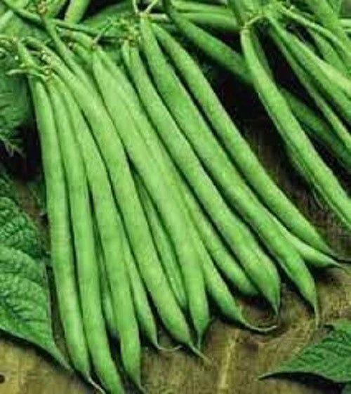 Premium Contender Stringless Green Bean Seeds - Non-GMO, Heirloom, Bush Type, Phaseolus vulgaris, for Home Gardens