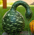 Speckled Swan Gourd Seeds - Decorative Birdhouse Crafting - Non-GMO Lagenaria siceraria - Pack of 15 Seeds