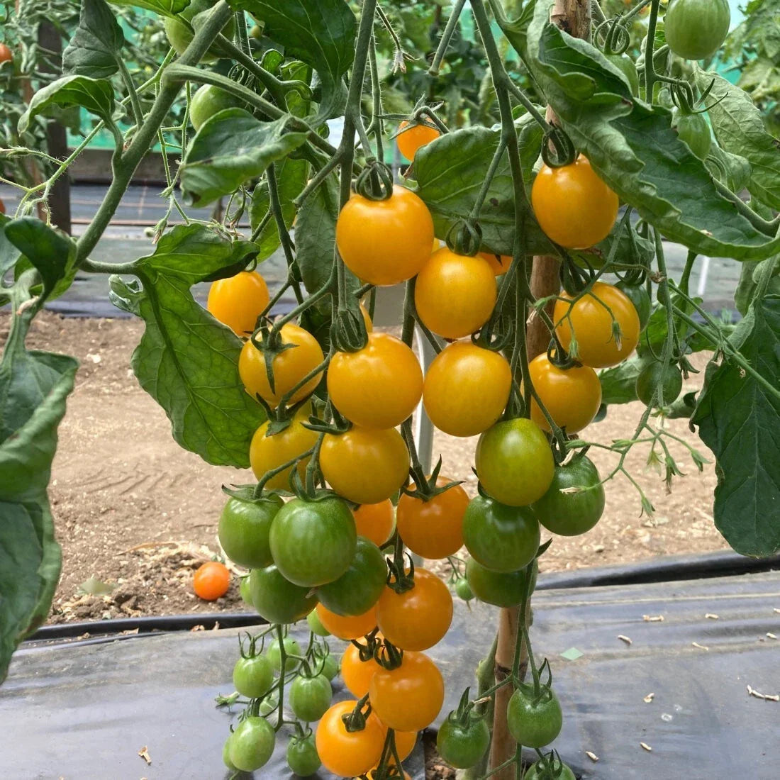 Yellow Cherry Tomato Seeds - Organic Heirloom Solanum lycopersicum - 100 Pack for Home Gardening