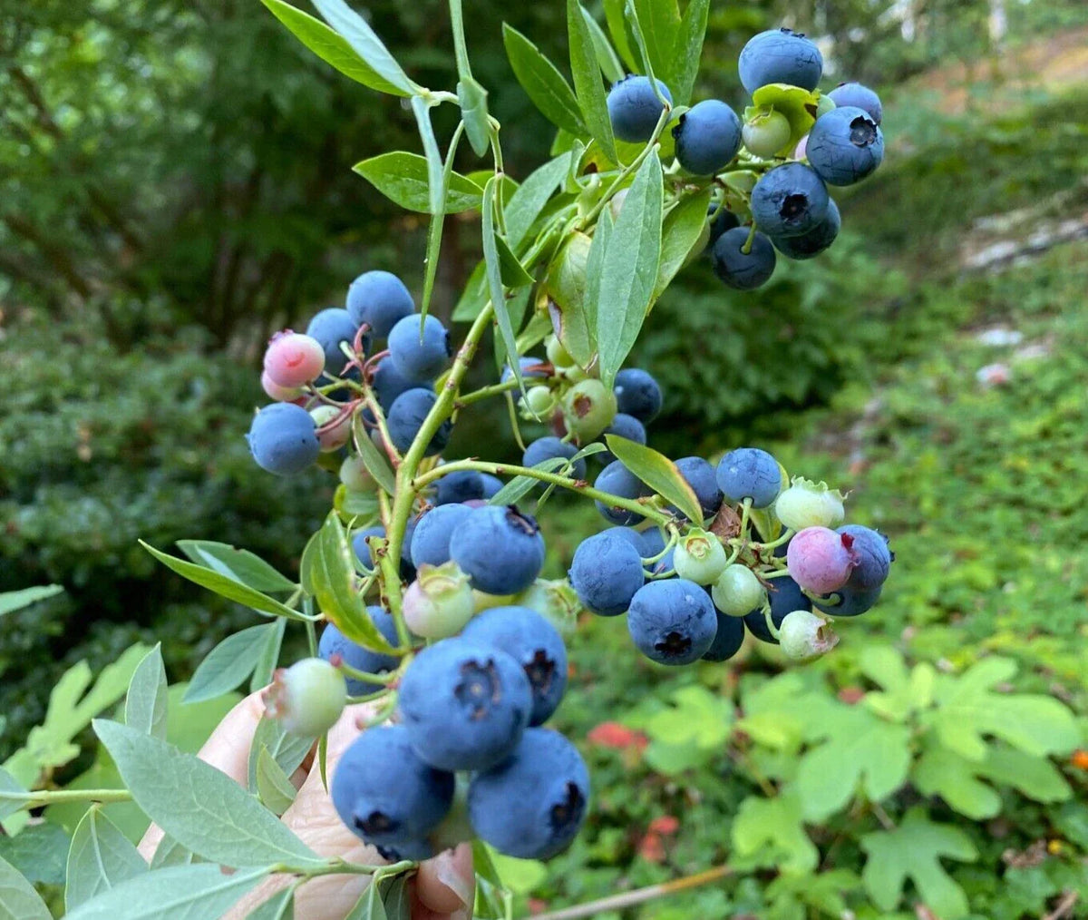 Evergreen Blueberry Plant Cuttings - 4 Pack, Red Fall Color, Vaccinium darrowii, Edible Landscaping, Berries