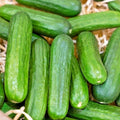 Organic Muncher Cucumber Seeds – Summer Vegetable for Container Gardening, Cucumis sativus, 31+ Seeds
