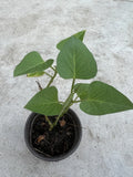 Sweet Potato Plant in Pot – Live Rooted Ipomoea batatas for Garden, Container, or Raised Bed