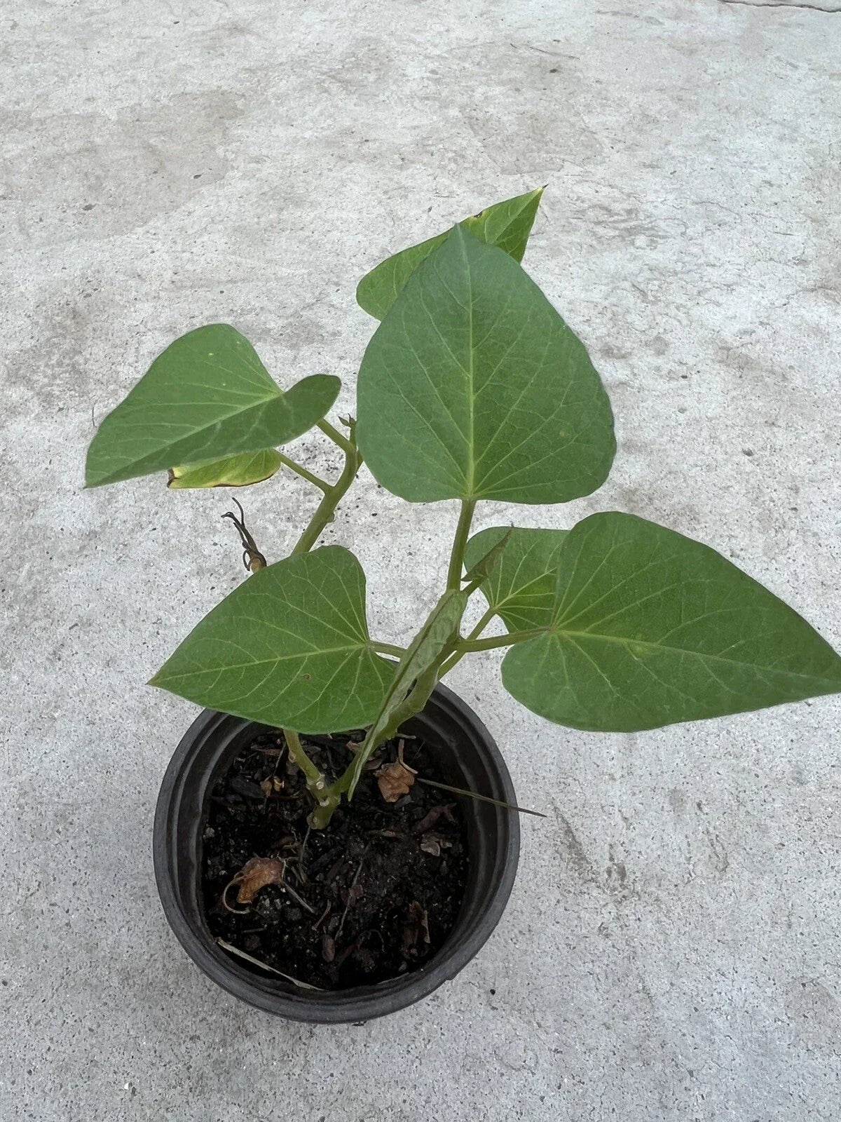 Sweet Potato Plant in Pot – Live Rooted Ipomoea batatas for Garden, Container, or Raised Bed
