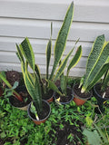Live Snake Plant 18 Inches Tall - Sansevieria trifasciata - Indoor Rooted Air Purifying Houseplant