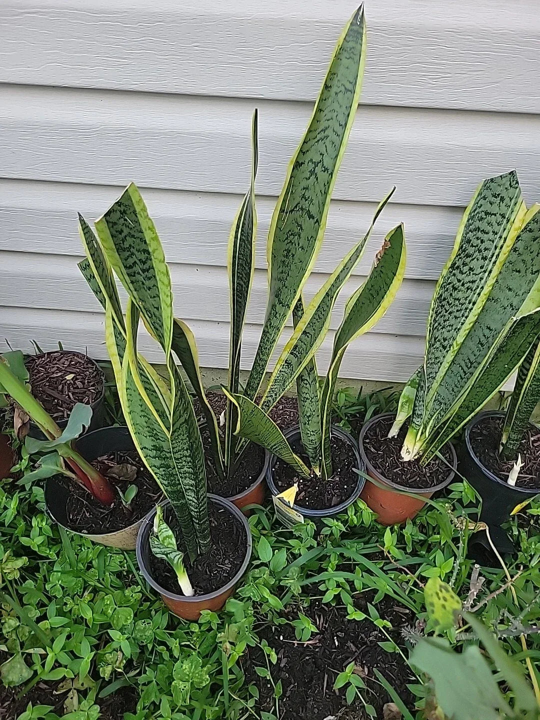 Live Snake Plant 18 Inches Tall - Sansevieria trifasciata - Indoor Rooted Air Purifying Houseplant