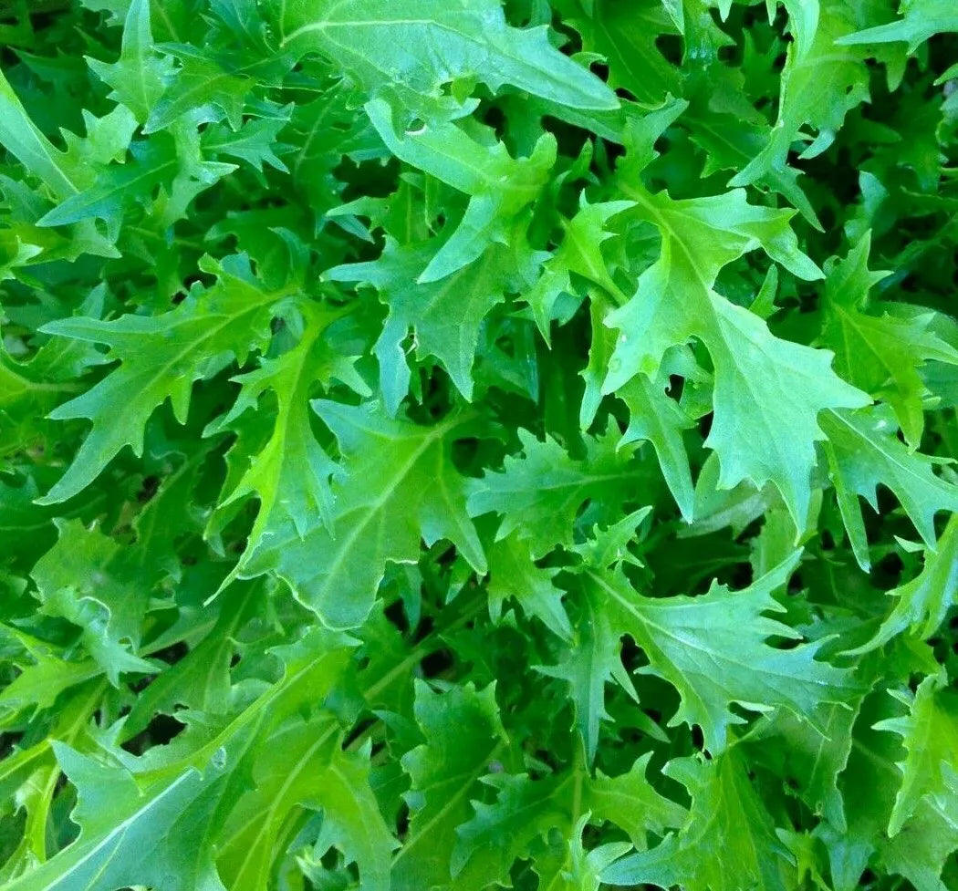 Mizuna Mustard Seeds - Microgreens Pack - Brassica rapa var. nipposinica - Asian Culinary Garden Seeds