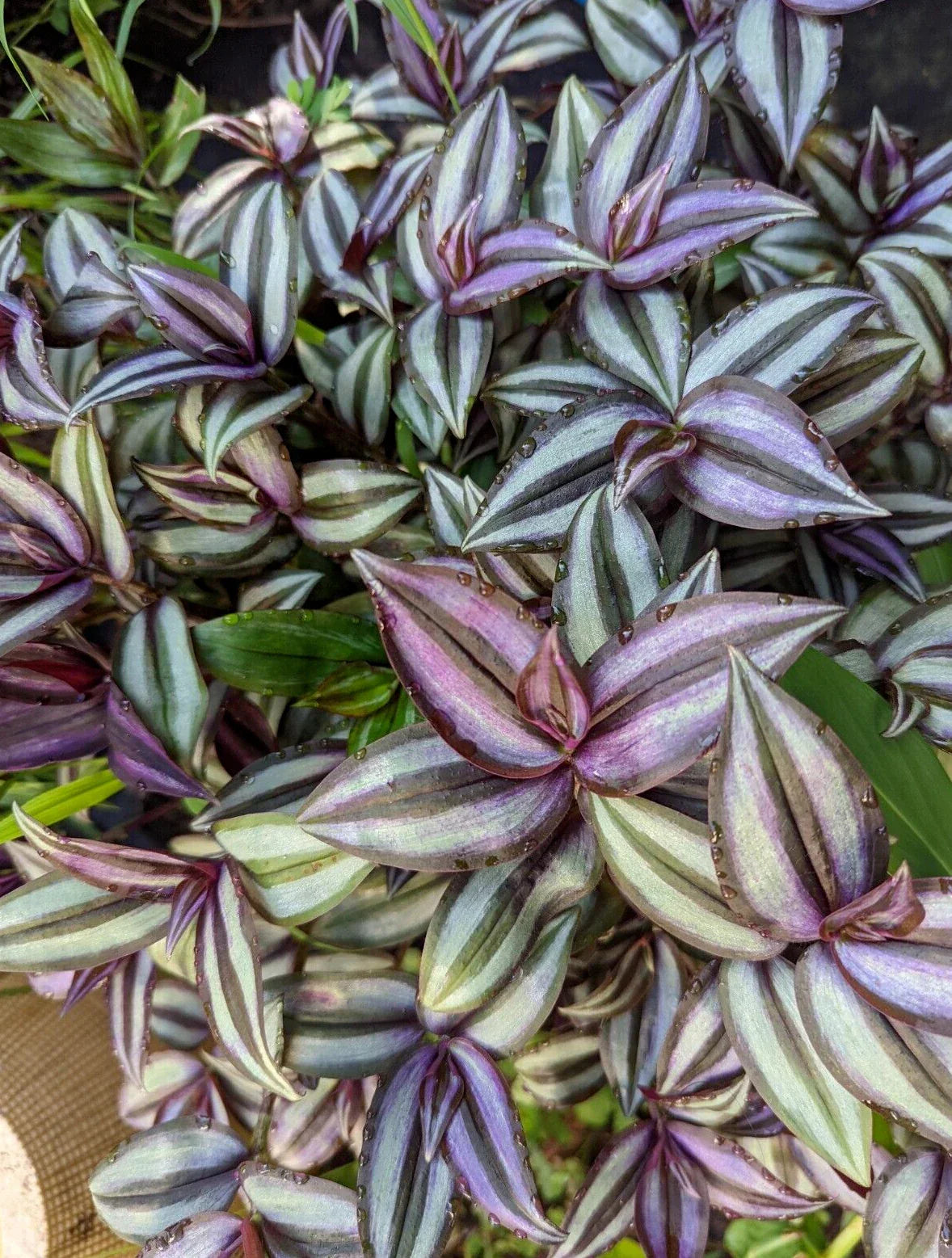 Tradescantia Zebrina Cuttings - 10 Pack Wandering Jew Houseplant, Trailing, Easy Care, Indoor Greenery, Propagation Material